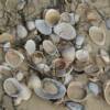 A whole mess of shells