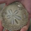 This is the Sand Dollar prize for finding Alligator Point on Google.